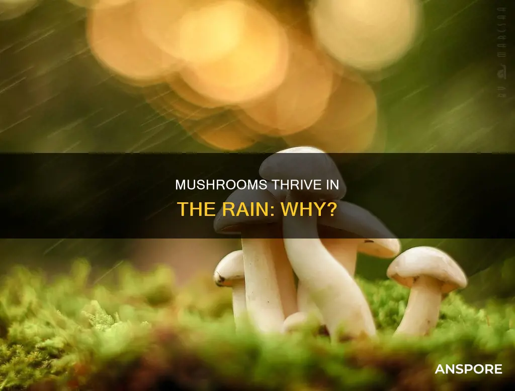 do mushrooms love the rain
