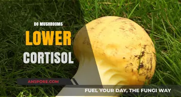 Mushrooms' Magic: Lowering Cortisol, Enhancing Wellness