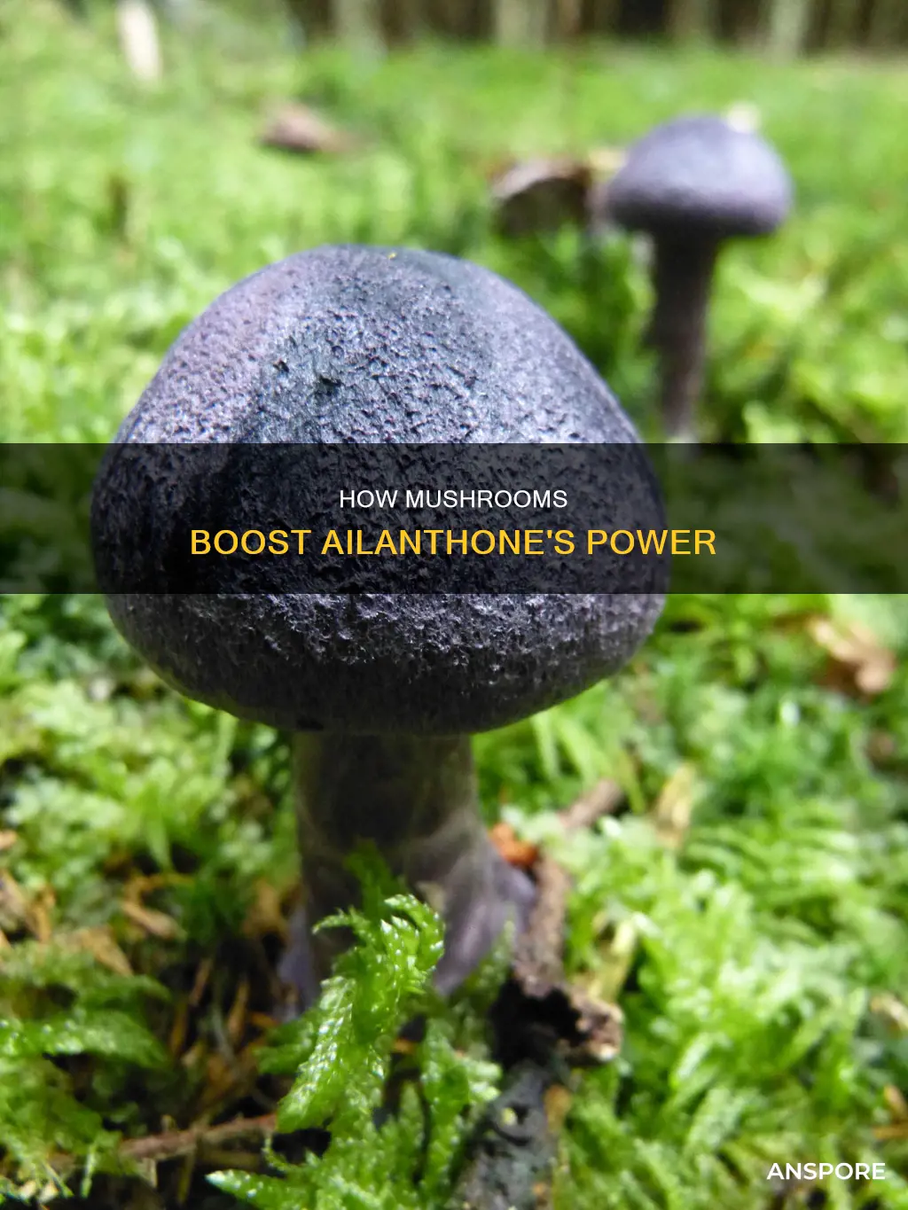 do mushrooms magnify ailanthone