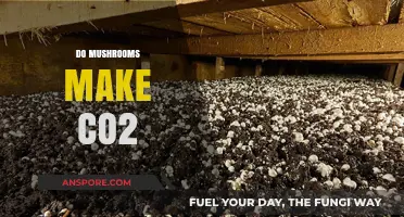 Do Mushrooms Produce CO2? Unveiling Their Carbon Footprint Impact