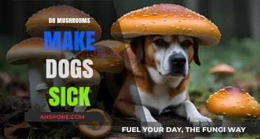 Can Mushrooms Harm Dogs? Understanding Risks and Symptoms of Poisoning