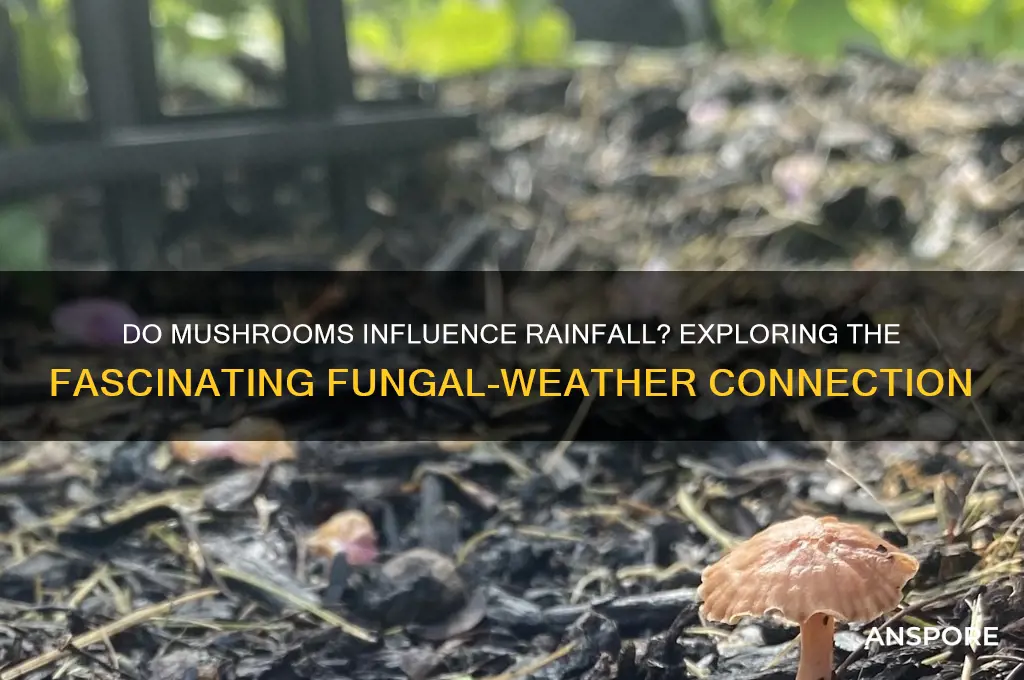 do mushrooms make it rain