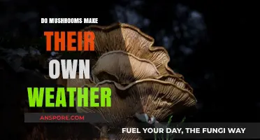 Mushrooms' Surprising Role in Creating Their Own Microclimates and Weather