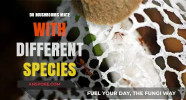 Can Mushrooms Cross-Breed? Exploring Interspecies Fungal Mating Possibilities