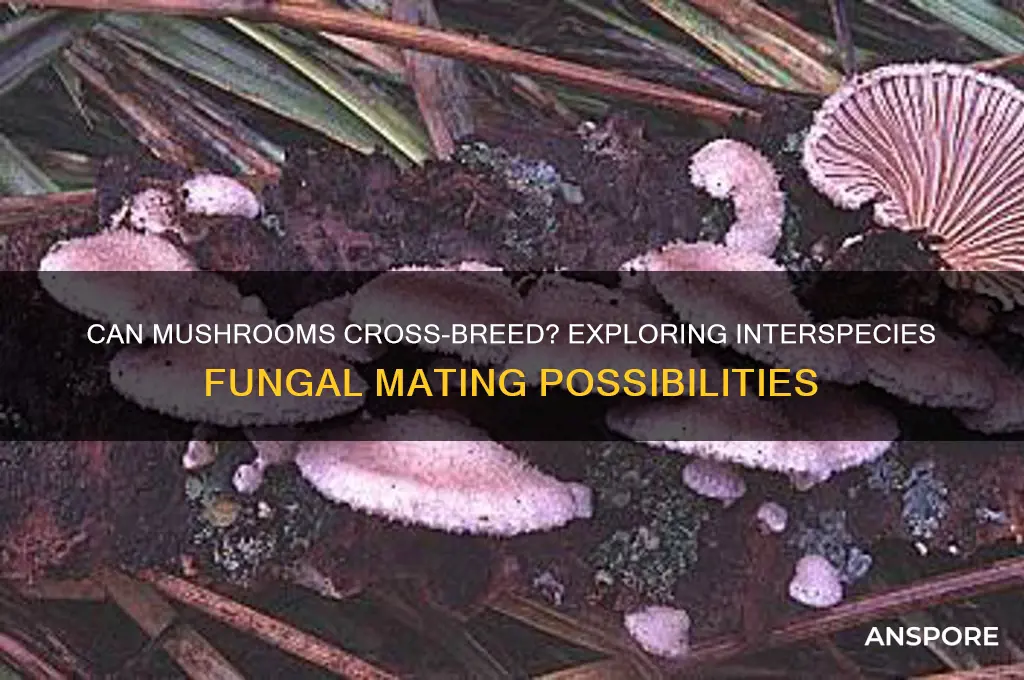 do mushrooms mate with different species
