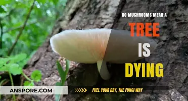 Are Mushrooms a Sign Your Tree is Dying? Here's the Truth