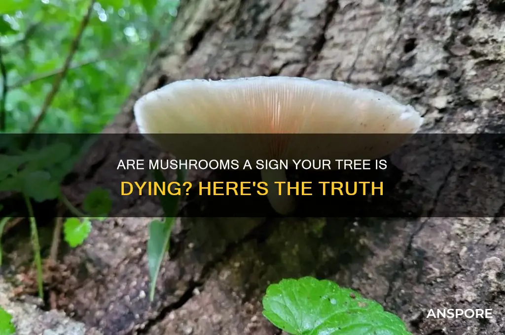 do mushrooms mean a tree is dying