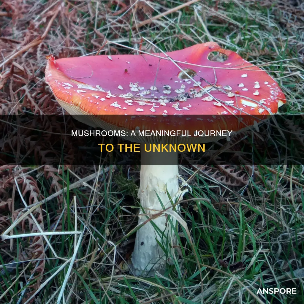 do mushrooms meaning