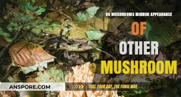 Do Mushrooms Mimic Each Other's Appearance? Exploring Fungal Look-Alikes