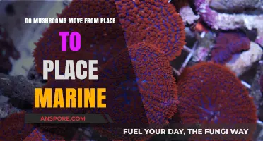 Do Mushrooms Migrate? Exploring Marine Fungal Movement Mysteries