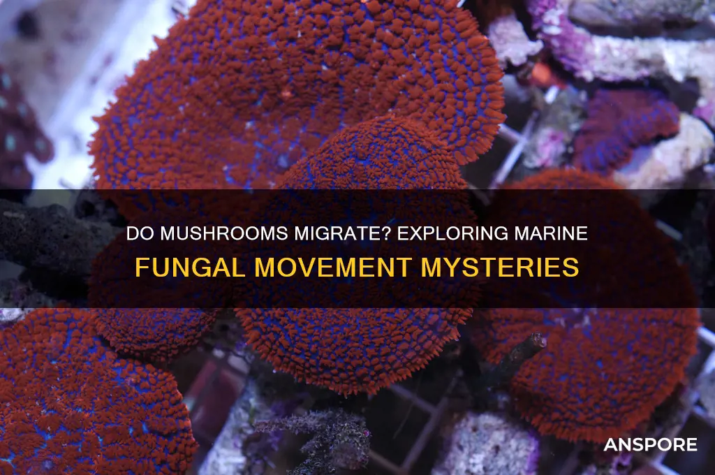 do mushrooms move from place to place marine