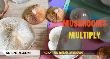 How Mushrooms Multiply and Thrive