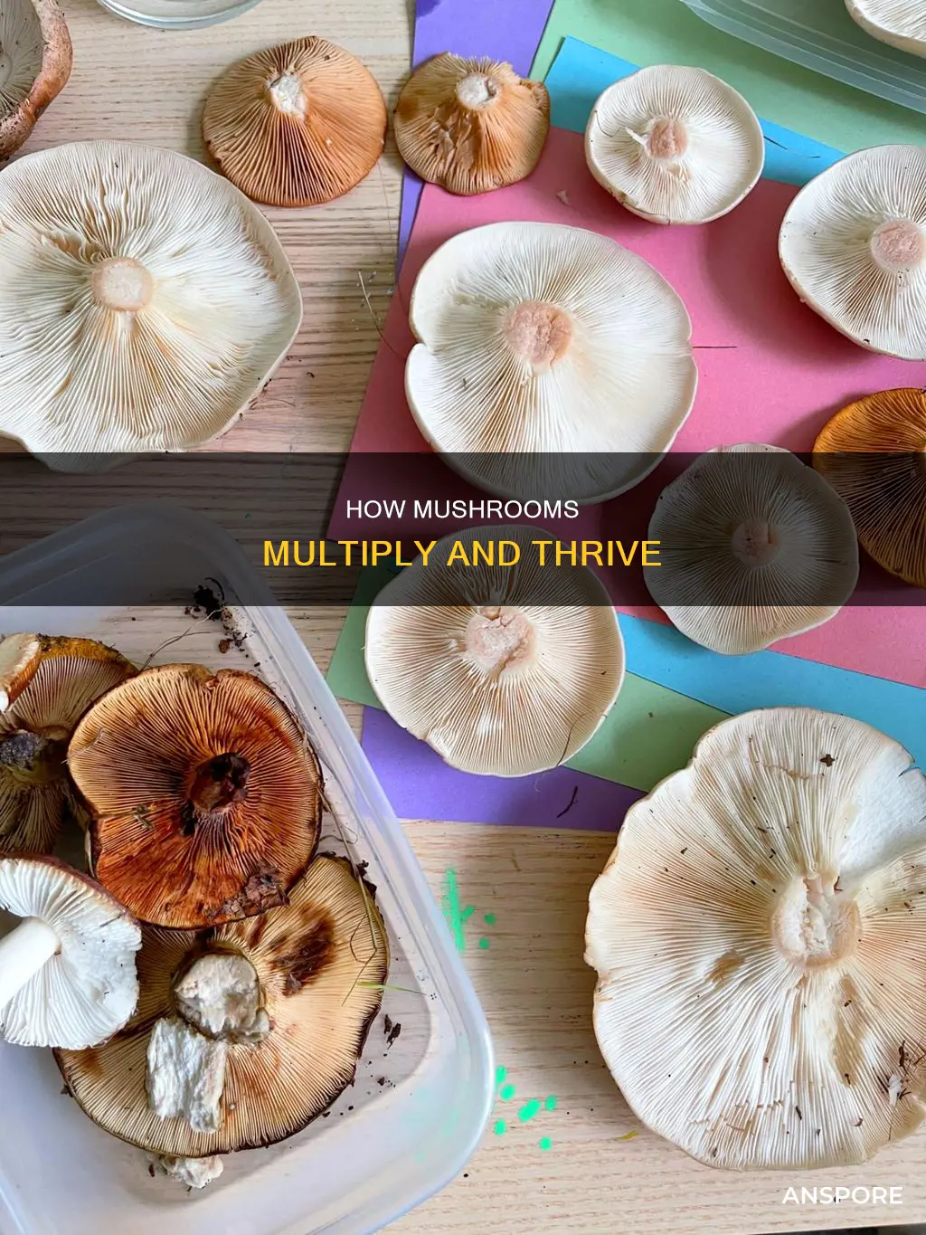 do mushrooms multiply