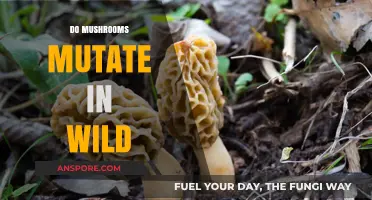 Mushroom Mutation: Wild Evolution