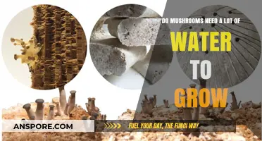 How Much Water Do Mushrooms Really Need to Thrive?