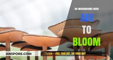 Do Mushrooms Need Air to Bloom? Unveiling the Truth
