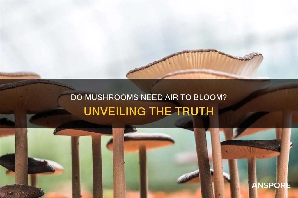 do mushrooms need air to bloom