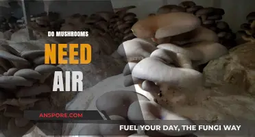 Mushrooms Breathe: Air Requirements for Growth