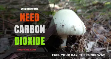 Mushrooms, CO2, and Their Intriguing Relationship