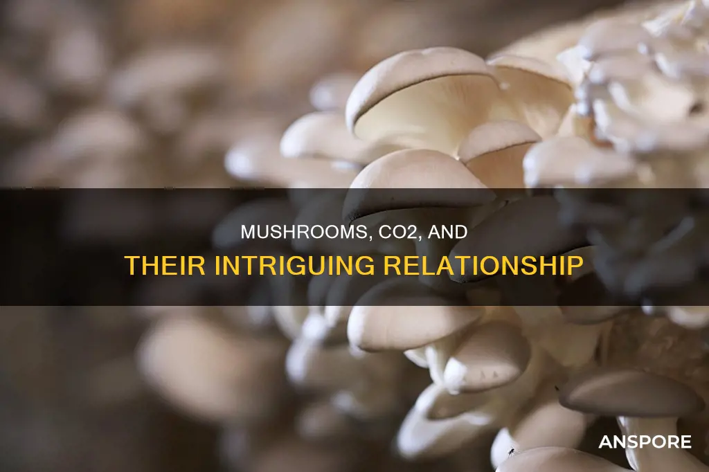 do mushrooms need carbon dioxide