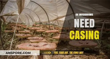 Mushroom Cultivation: Casing Layer Essentials