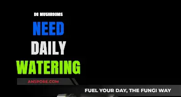 Mushroom Watering: Daily Routine or Not Necessary?