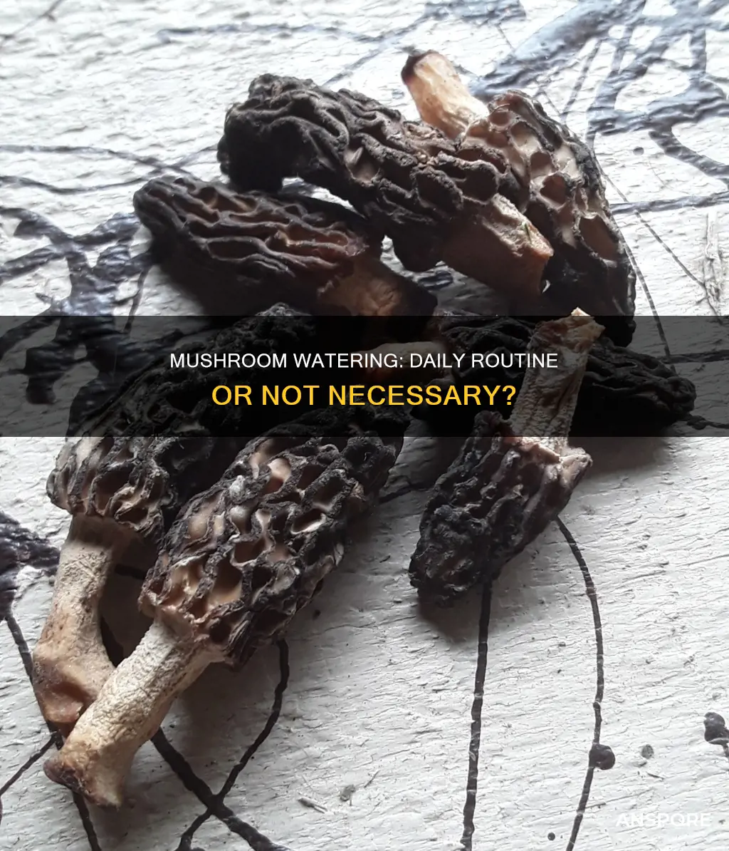do mushrooms need daily watering