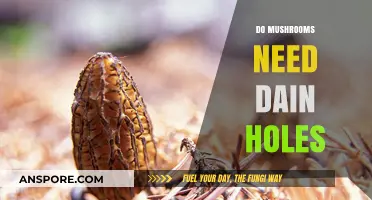 Mushroom Cultivation: Drainage Holes, Do They Matter?