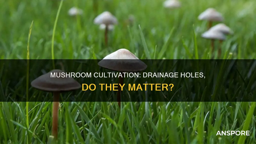 do mushrooms need dain holes