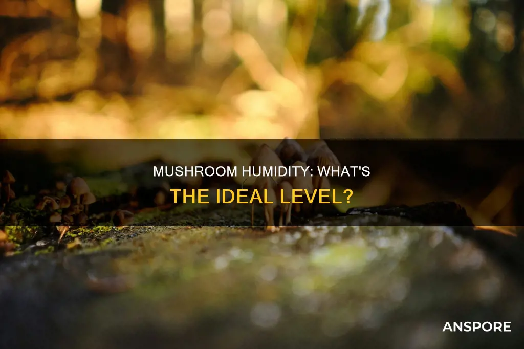 do mushrooms need humidity