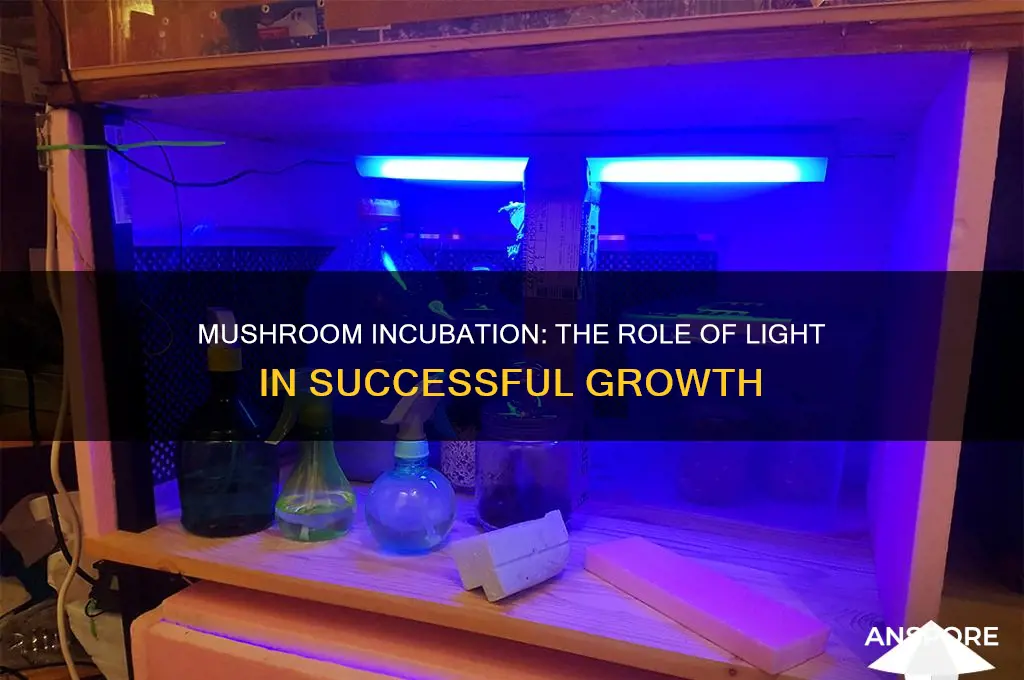 do mushrooms need light during incubation