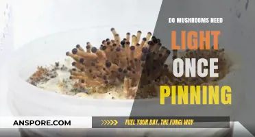 Mushroom Light Requirements: Do Pinning Fungi Need Illumination to Thrive?