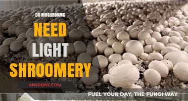 Mushroom Cultivation: Do Mushrooms Need Light?