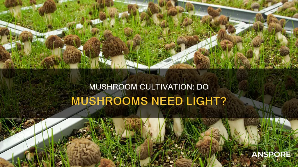 do mushrooms need light shroomery