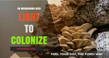 Do Mushrooms Need Light to Colonize? Unveiling the Truth