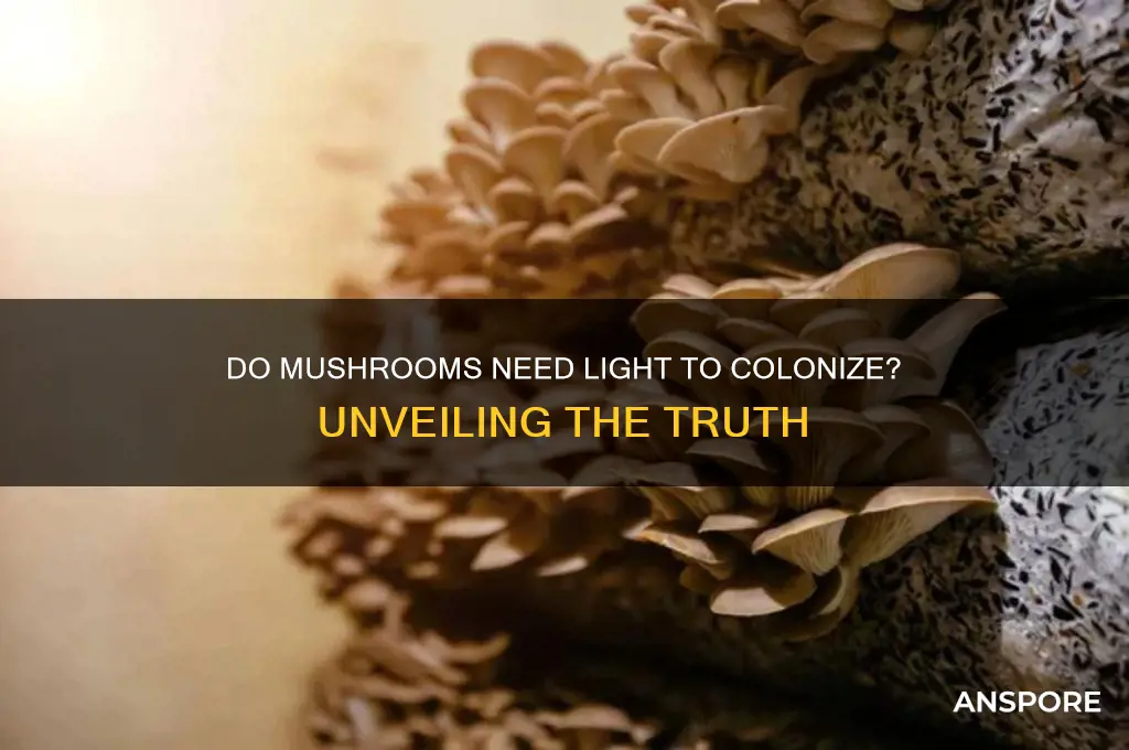 do mushrooms need light to colonize