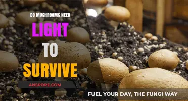 Do Mushrooms Need Light? Unveiling Their Survival Secrets and Growth Needs