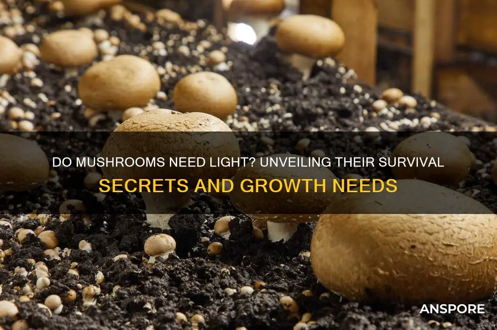do mushrooms need light to survive