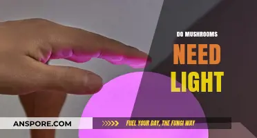 Mushroom Growth: Does Light Matter?