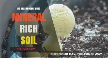 Do Mushrooms Thrive in Mineral-Rich Soil? Uncovering the Truth