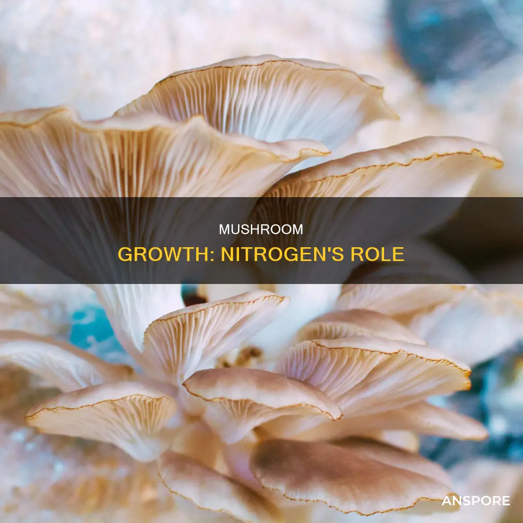 do mushrooms need nitrogen