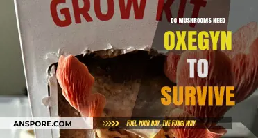 Do Mushrooms Need Oxygen? Unveiling Their Survival Secrets