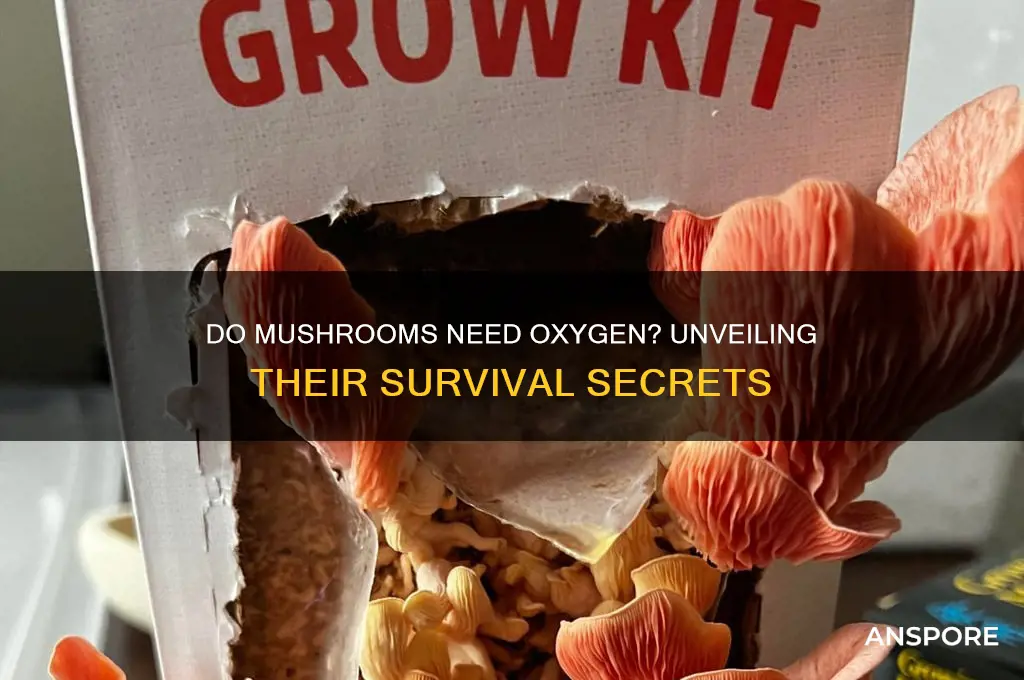 do mushrooms need oxegyn to survive