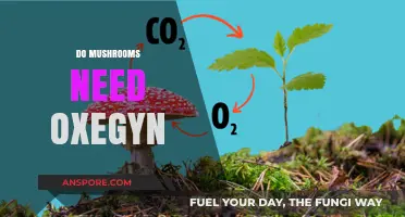 Mushrooms and Oxygen: A Complex Relationship