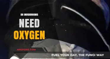 Mushrooms: Do They Breathe Like We Do?