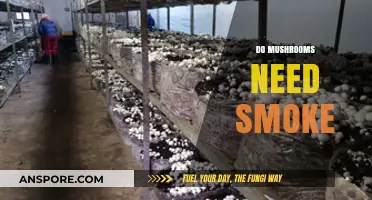 How Smoke Affects Mushroom Growth