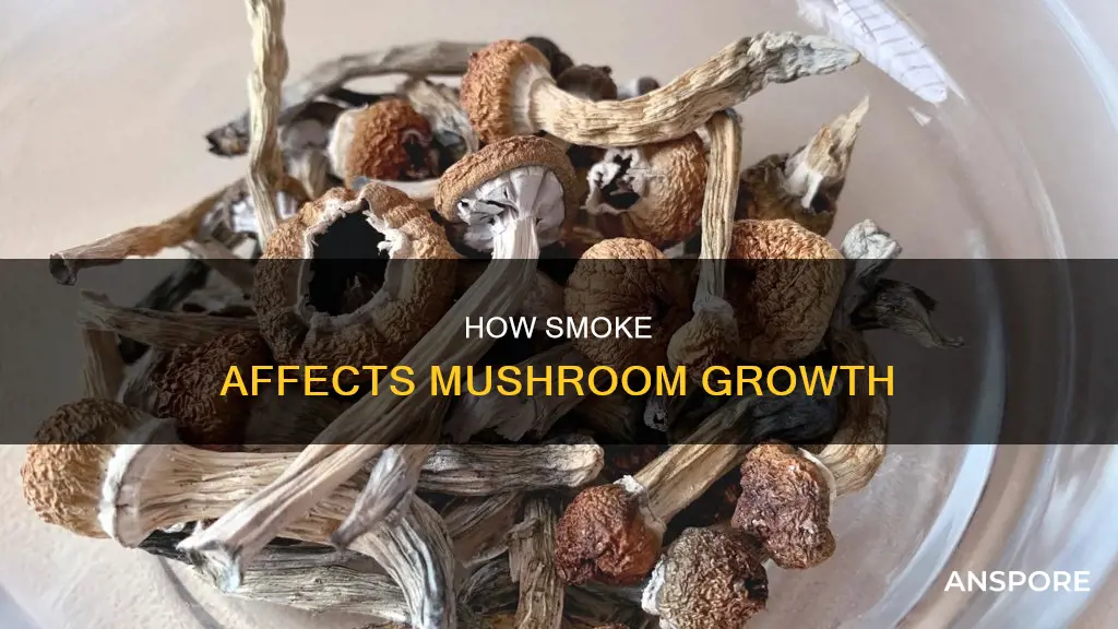 do mushrooms need smoke