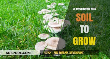 Can Mushrooms Thrive Without Soil? Exploring Alternative Growing Mediums