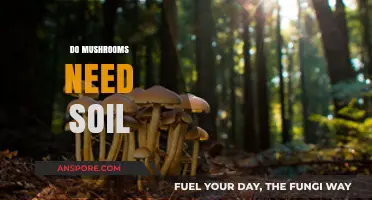 Mushroom Soil Requirements: What You Need to Know