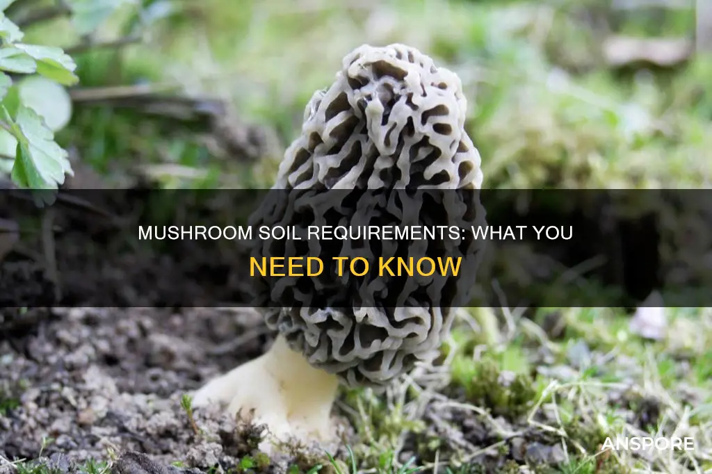 do mushrooms need soil